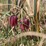 Močvirski tulipan, logarica, piršek